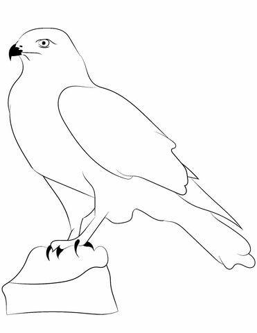 Falcon Outline Coloring Page